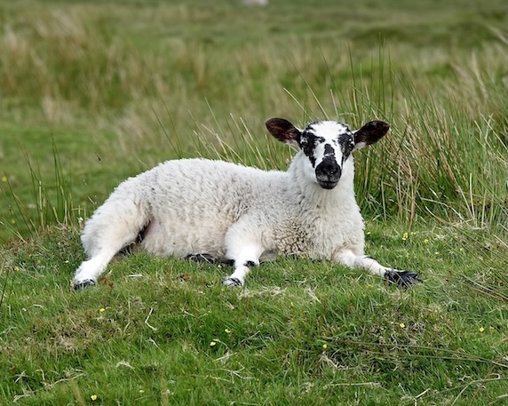 sheep